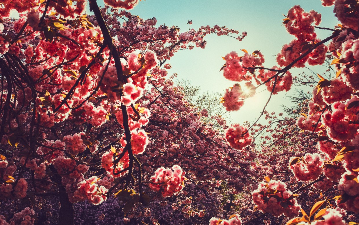 landscape photographer sakura sceaux